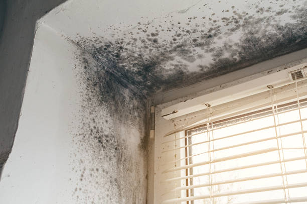 Affordable Hvac And Air Duct Mold Remediation solutions in Jefferson, OR